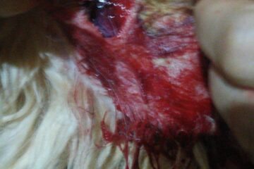 Cachorro atacado por pitbull. Foto: Ildeney Oliveira