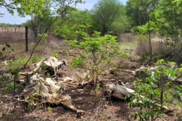Cemitério de animais na BR-030, em Palmas de Monte Alto