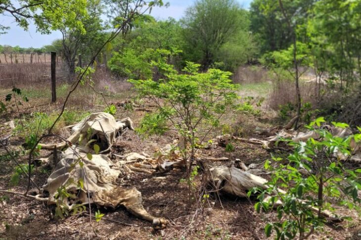 Cemitério de animais na BR-030, em Palmas de Monte Alto