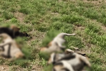 Cães mortos. Foto: Reprodução / Blog do Braga