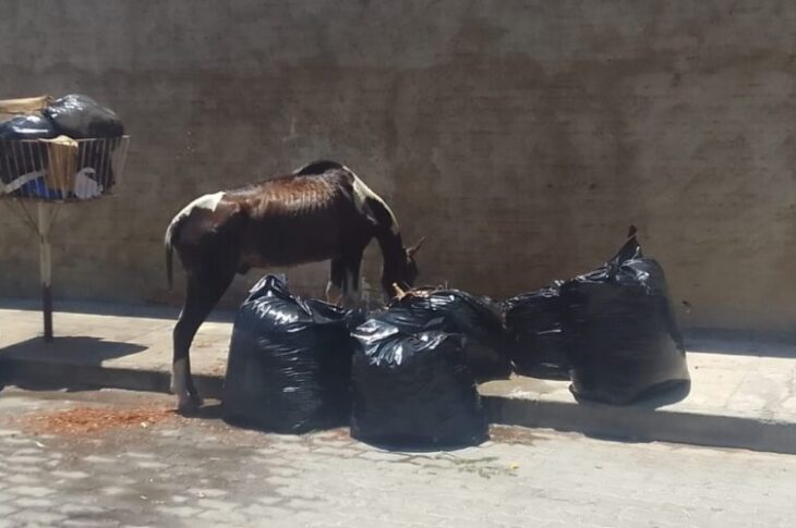 Cavalo se alimentado de lixo. Foto: SMtran
