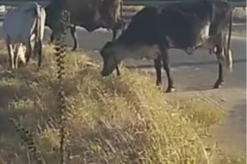 Gado solto na rua. Foto: divulgação