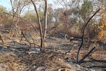 Área sendo desmatada. Foto: divulgação