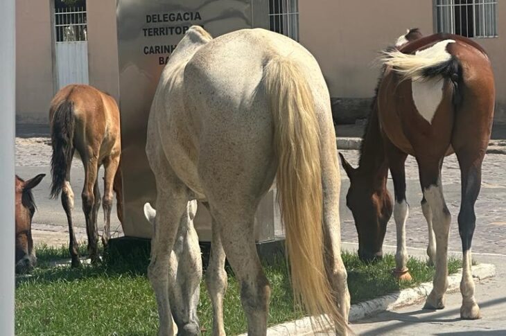 Cavalos flagrados. Foto: leitor