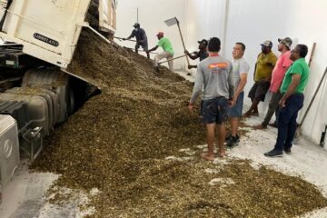 Silagem. Foto: divulgação