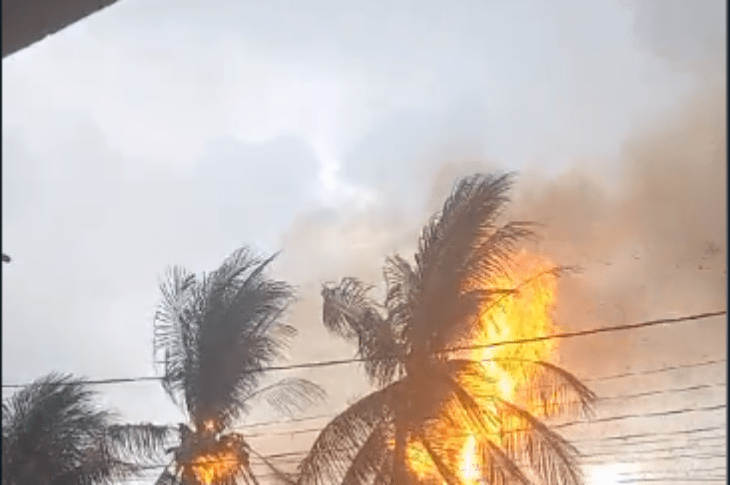 Árvores pegando fogo