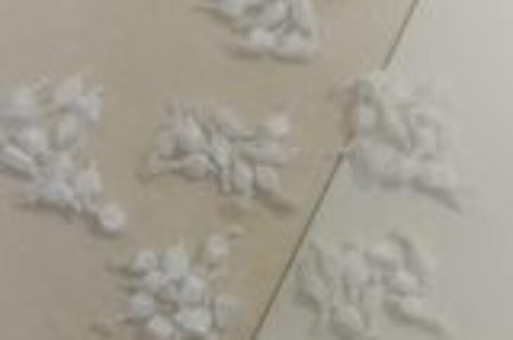 Droga apreendida em Caculé. Foto: Polícia Militar