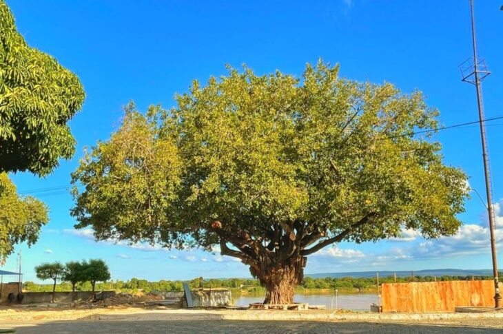 Seringueira histórica. Foto: Fábio