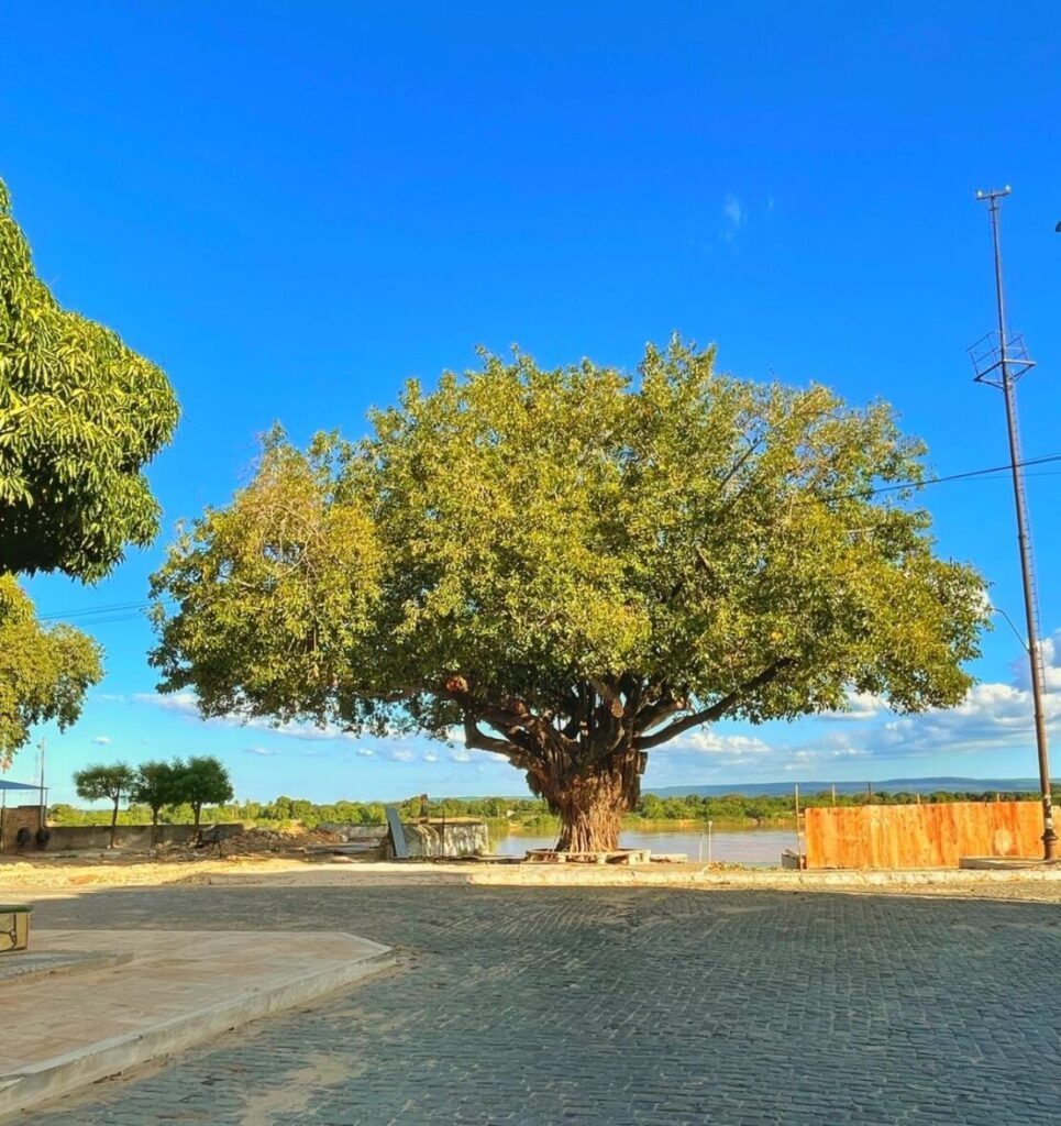 Seringueira histórica. Foto: Fábio