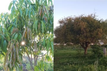 Árvores atingidas. Foto: moradores