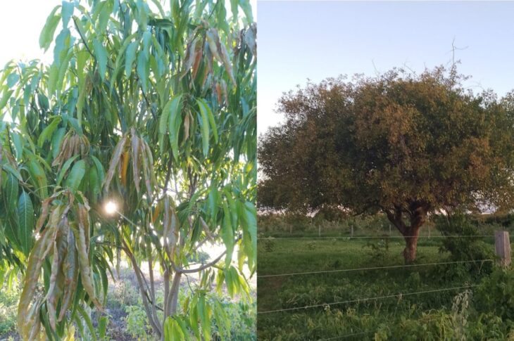 Árvores atingidas. Foto: moradores