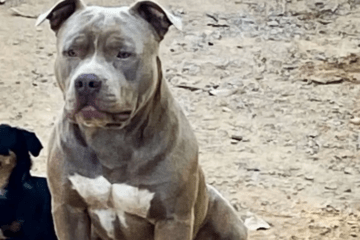 Cachorro morre ao ser picado por cobra. Foto: reprodução Rádio Alternativa