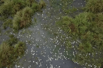 Peixes mortos em Guanambi. Foto: divulgação