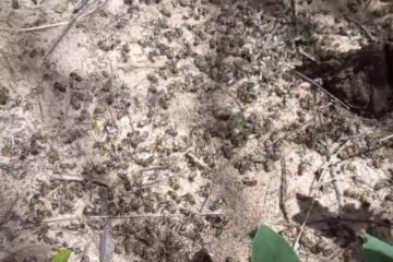 Abelhas mortas em Carinhanha