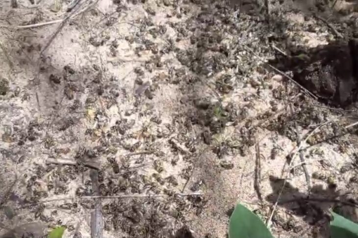 Abelhas mortas em Carinhanha