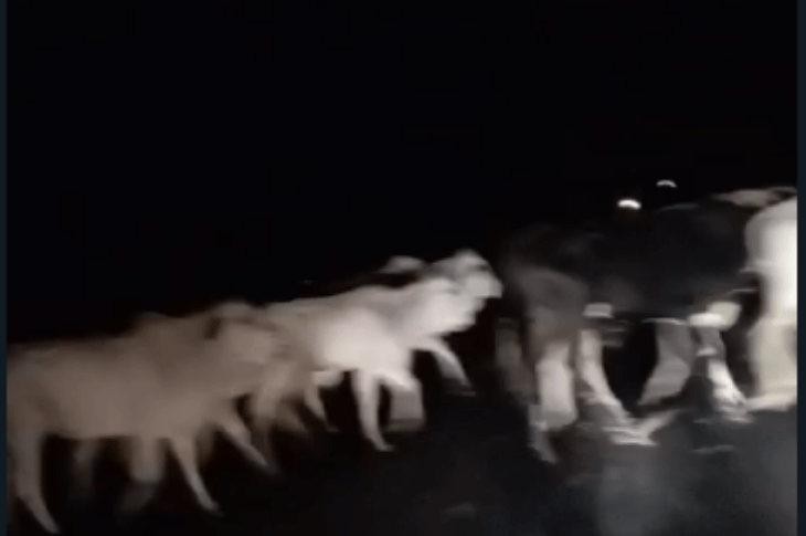 Animal na pista