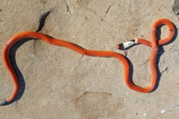 Falsa-coral. Foto: reprodução Bom Jesus da Lapa Notícias