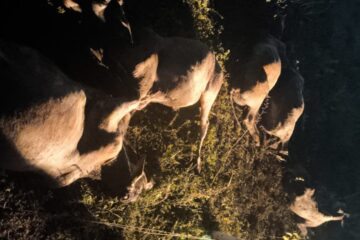 Gado encontrado morto. Foto: reprodução