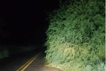 Árvore caída na pista. Foto: encaminhada ao Folha do Vale.