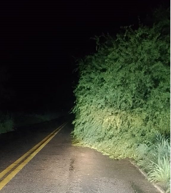 Árvore caída na pista. Foto: encaminhada ao Folha do Vale.