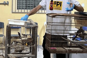 Aves entregues. Foto: divulgação