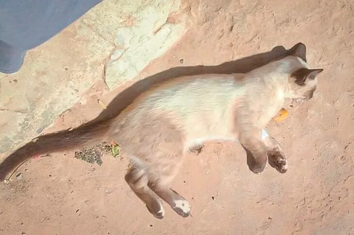 Gato morto por envenenamento. Foto: divulgação