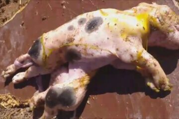 Porco nasce com dois corpos e uma cabeça. Reprodução Vilson Nunes