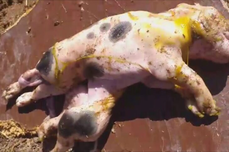 Porco nasce com dois corpos e uma cabeça. Reprodução Vilson Nunes