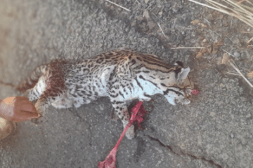 Animal morto na rodovia. Foto: Leitor Folha do Vale