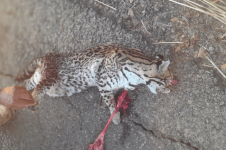 Animal morto na rodovia. Foto: Leitor Folha do Vale