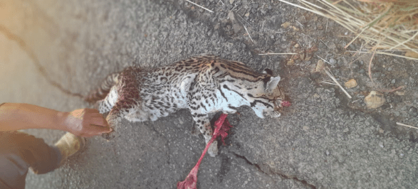 Animal morto na rodovia. Foto: Leitor Folha do Vale