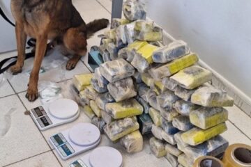 Droga apreendida na operação. Foto: Polícia Civil