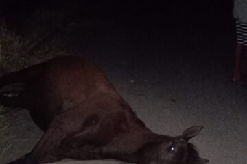 Animal solto na rua. Foto: SMTRan