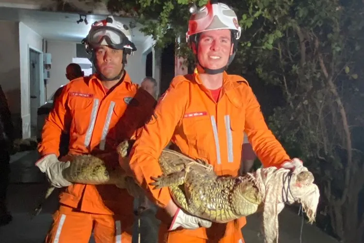 Jacaré resgatado. Foto: Corpo de Bombeiros