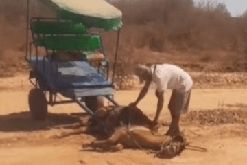 Homem flagrado espancando cavalo. Foto: reprodução