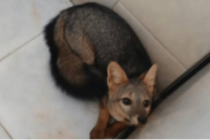 Raposa resgatada na Base do Samu. Foto: divulgação