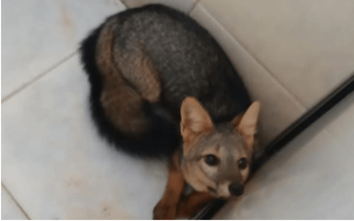 Raposa resgatada na Base do Samu. Foto: divulgação