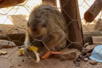 Macaco resgatado. Foto: CIPPA