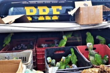 Aves resgatadas em Caetité. Foto: PRF