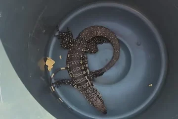 Teiú encontrado em Bom Jesus da Lapa. Foto: 20º BBM.