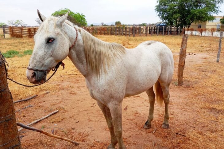 Animal apreendido em Guanambi. Foto: SMTRan