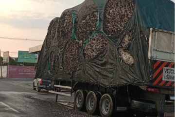 Carga de algodão. Foto: SMtran