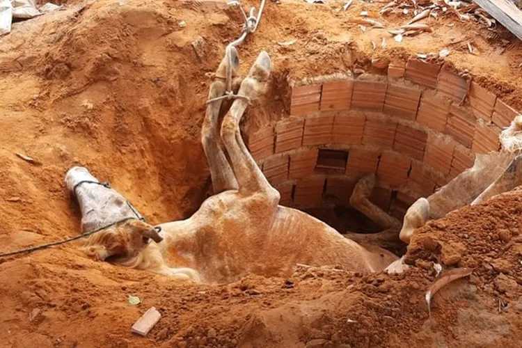 Cavalo resgatado em Santa Maria da Vitória. Foto:20º BBM