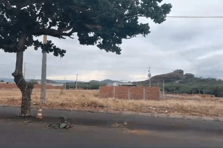 Árvore no meio da avenida