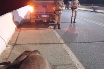 Animal solto na BR-030