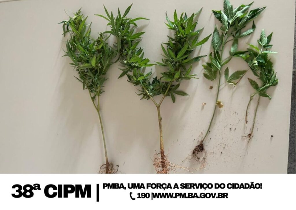 Pés de Cannabis apreendidos. Foto: Polícia Militar