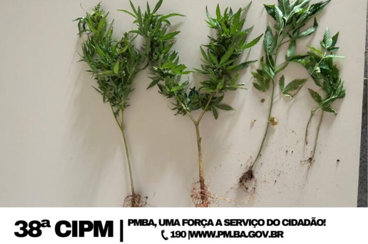 Pés de Cannabis apreendidos. Foto: Polícia Militar