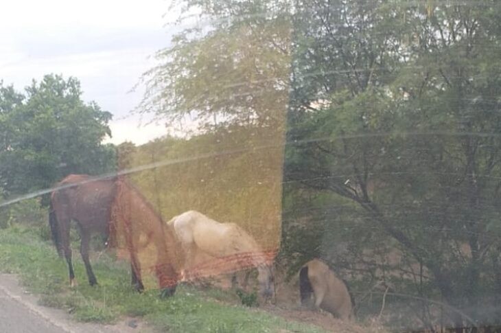 Cavalos soltos na BR-030, em Julião. Foto: enviada por leitor