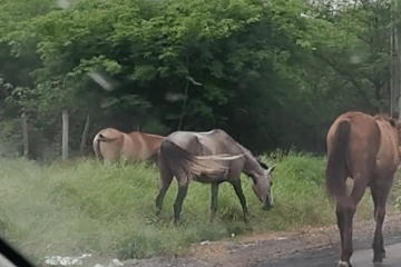 Cavalos soltos em Carinhanha