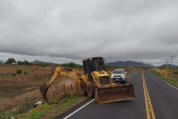 Animal sendo retirado da pista. Foto: SMTran
